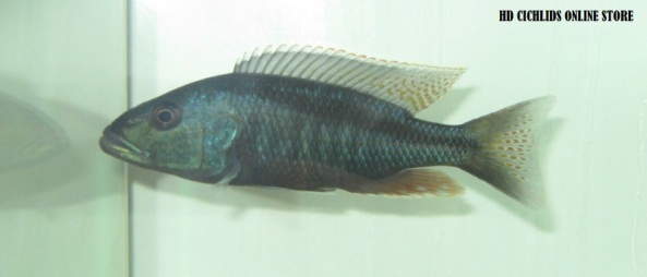 Champsochromis spilorhynchus aka Haplochromis Mbwannae