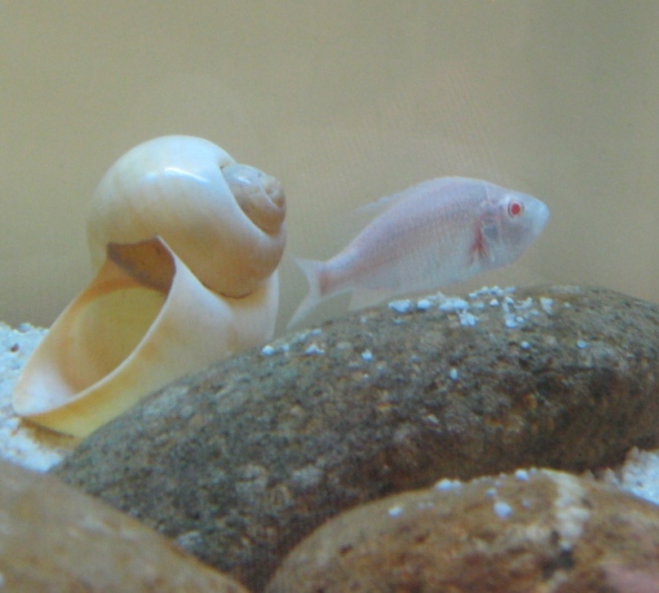 Dimidiochromis compressiceps (Albino)