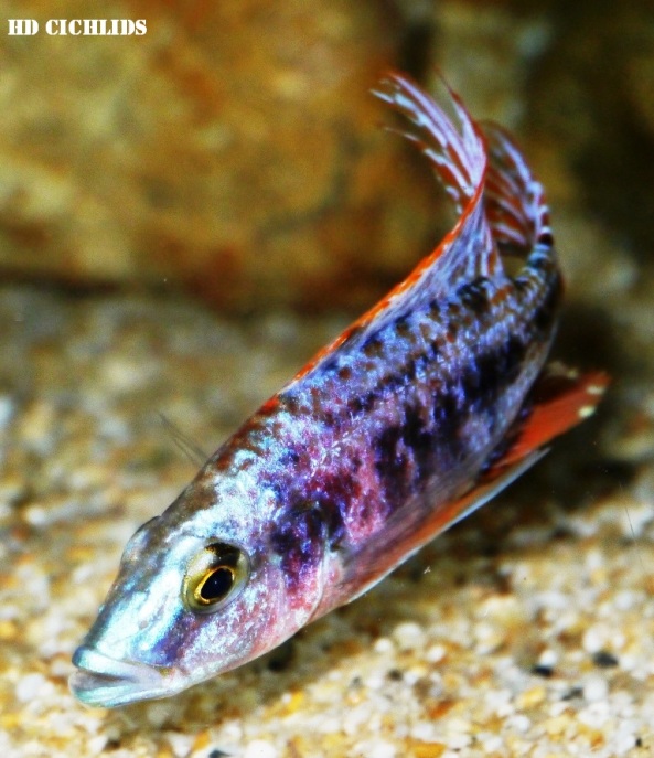 Dimidiochromis compressiceps (OB)