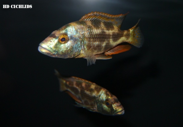 Nimbochromis livingstonii aka Kalingo