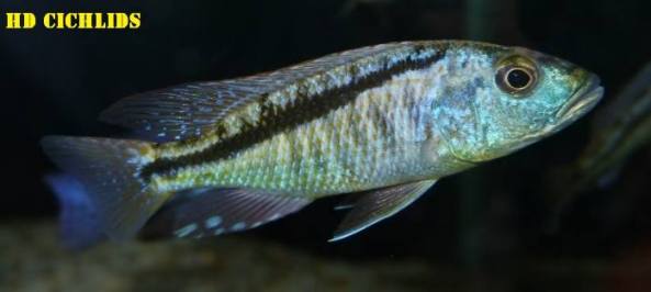 Aristochromis christyi aka Malawi Hawk