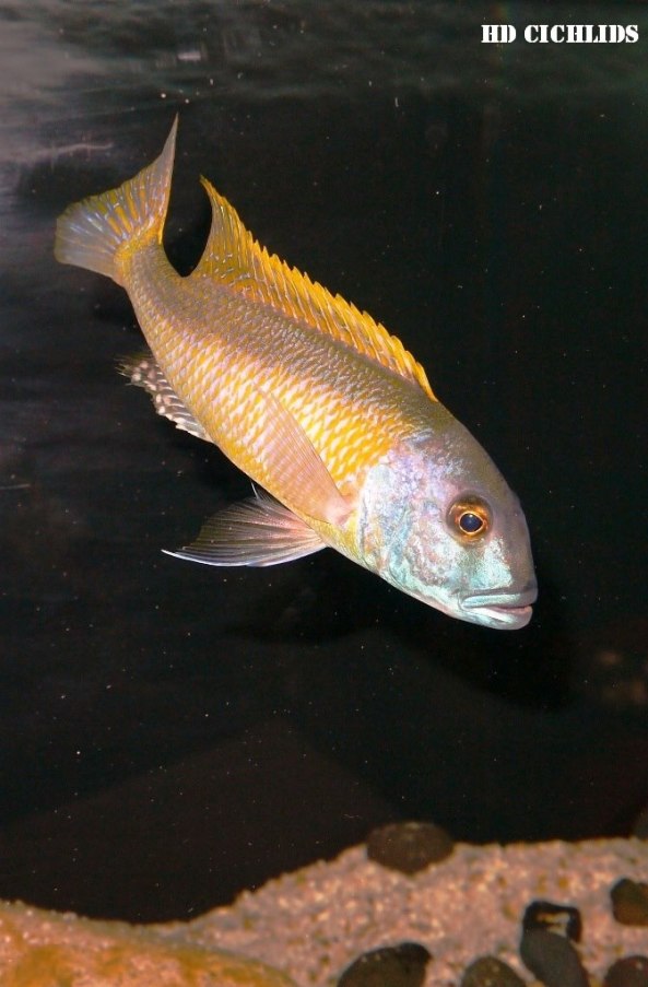 Buccochromis rhoadesii aka Yellow lepturus