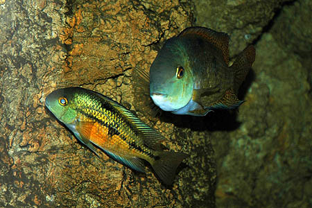 Một cặp Macaw cichlid trưởng thành (bên phải là cá đực)